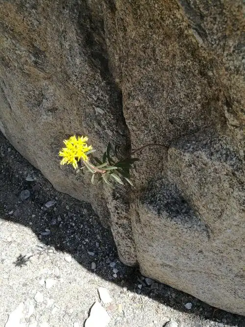 生命力多么顽强~石缝里开出一支黄色的小花!