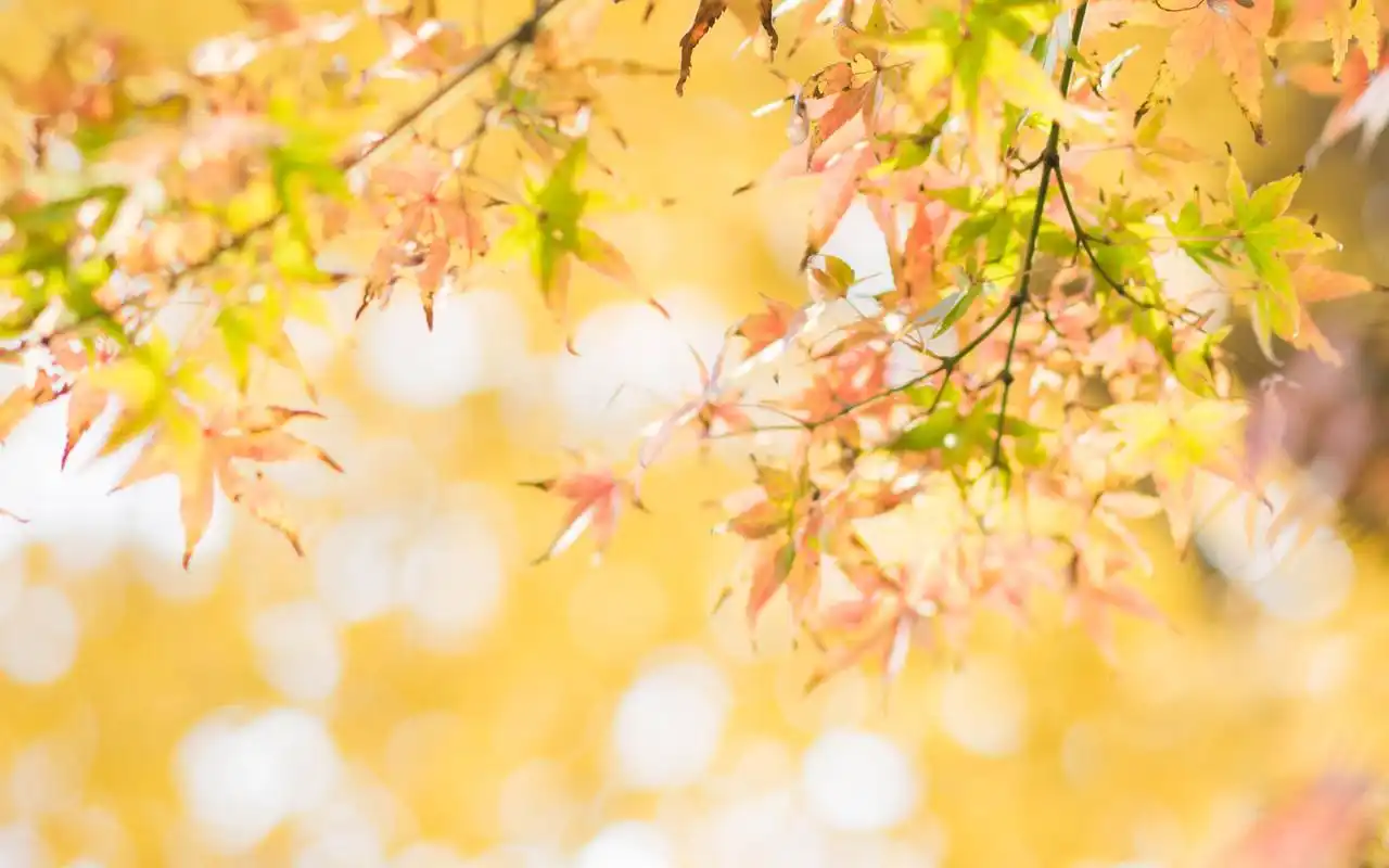 秋天黄色枫叶小清新唯美图片桌面壁纸