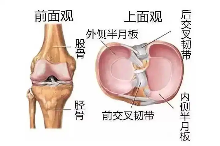 关于半月板你知道的有多少