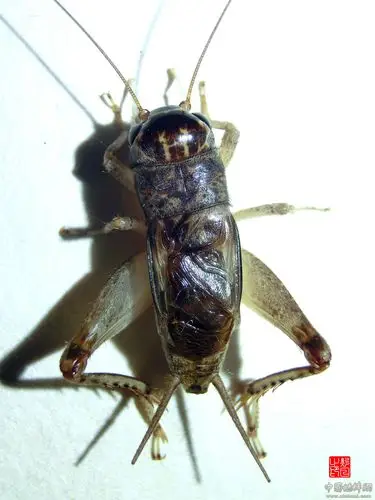 应征中蟀网2015年108将之【淡紫六路】 - 蟋蟀论坛 - 中国蟋蟀网