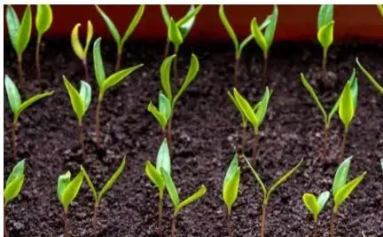 1,对温度的要求辣椒种子发芽适温25~30℃,,低于15℃不易发芽;幼苗生长