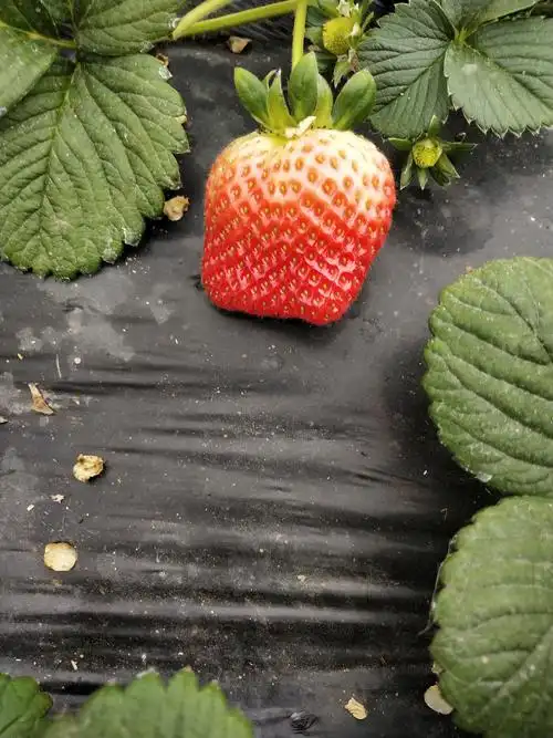 大家请看,这是科学家刚研制的转基因草莓,给它注射的是南瓜基因.