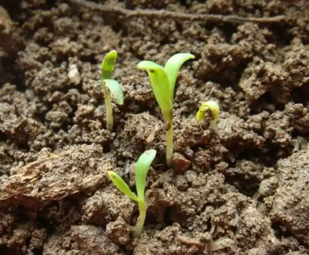 时间可以选择在秋季9月下旬进行,这时候的气温适宜,播种利于种子发芽