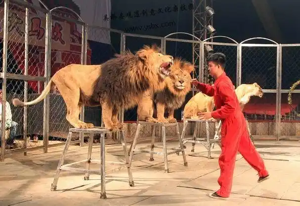 马戏团 马戏表演 狮子表演 吴桥县观道创意文化杂技团