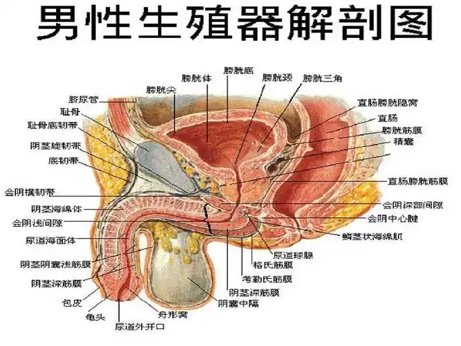 男性健康知识讲座课件