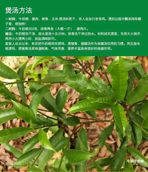 野生牛奶树根客家牛乳根无硫白花牛奶子根福建广东煲汤材料250克