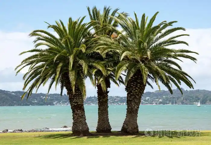新西兰派亚草滩上的三棵棕榈树