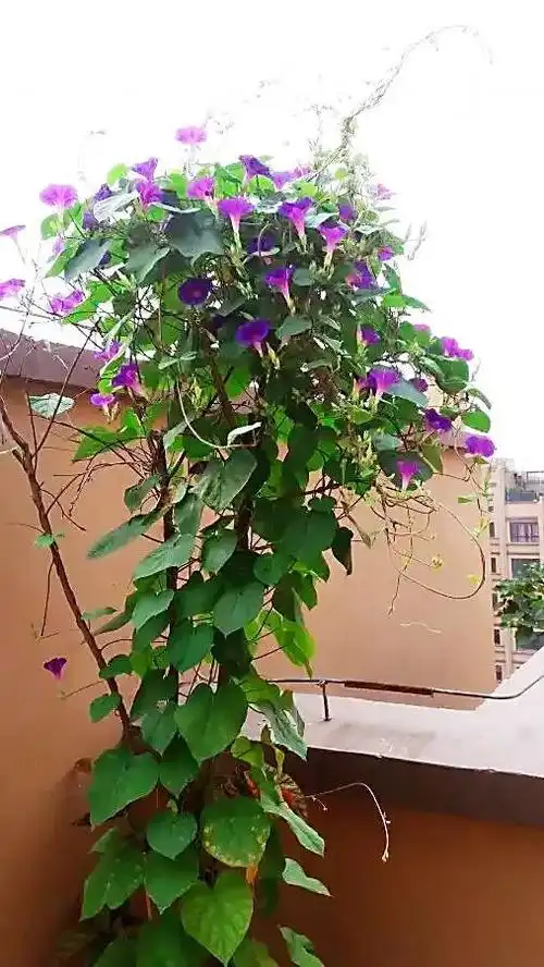 牵牛花的样子描写(牵牛花的样子描写50字)_植物知识网