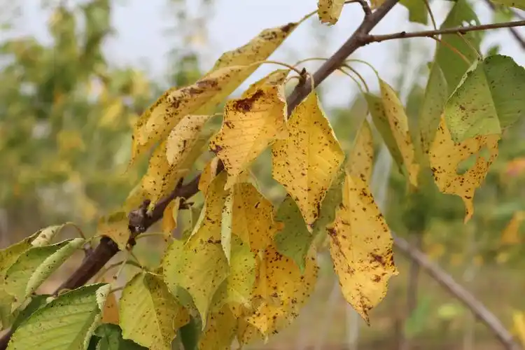 大樱桃早期落叶病的防治