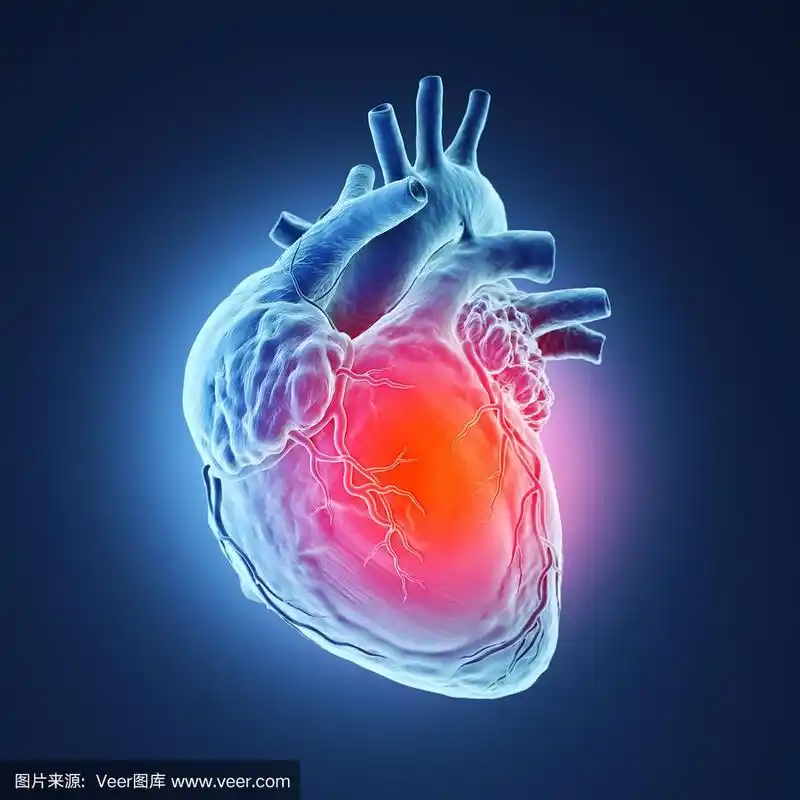 3d渲染人类心脏.