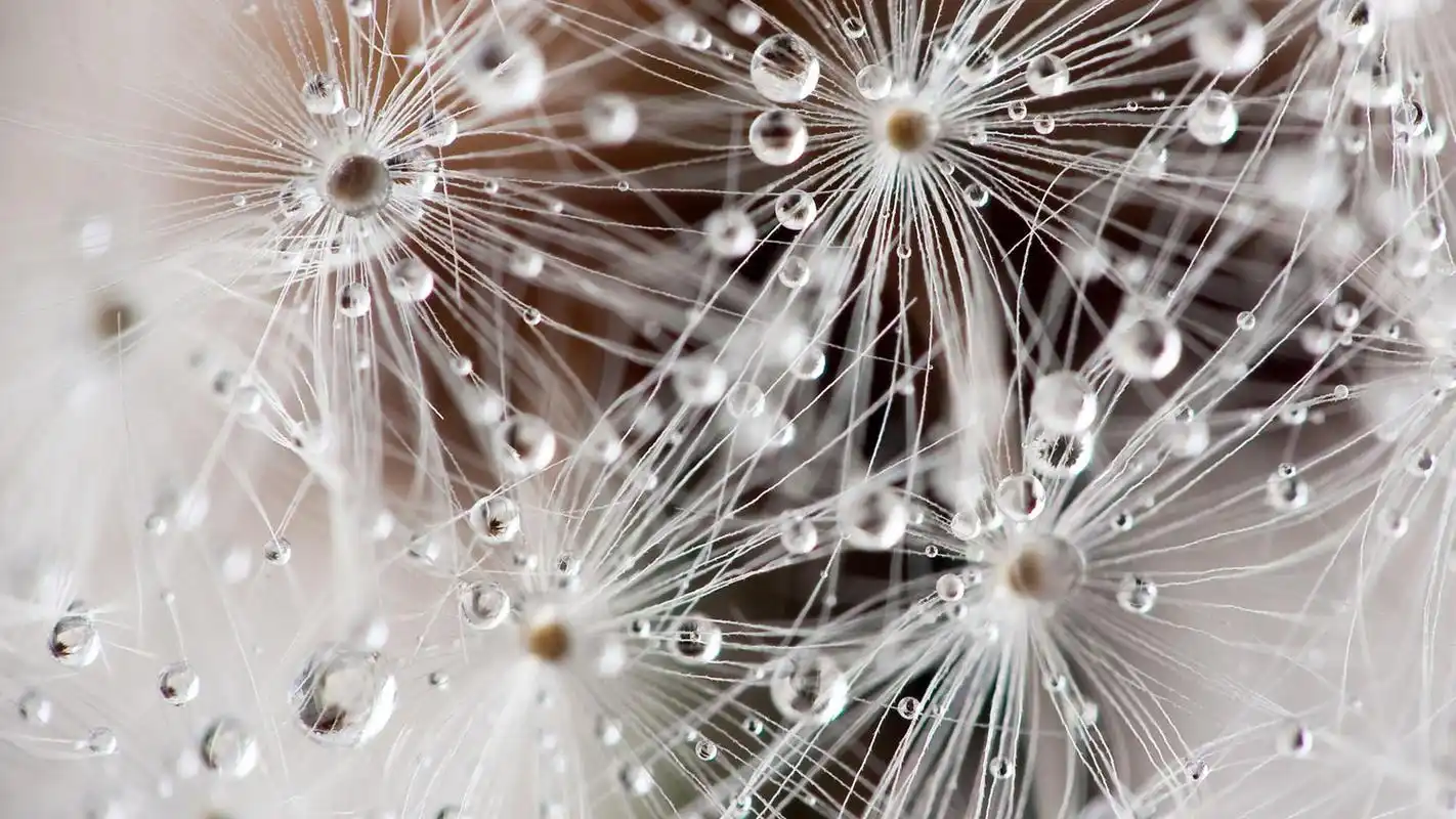 唯美清新植物蒲公英桌面壁纸下载