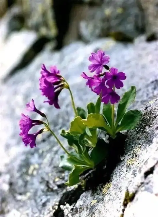 石缝里的花.生长在外面的这些野花野草,虽然没有过多的养分,但 - 抖音