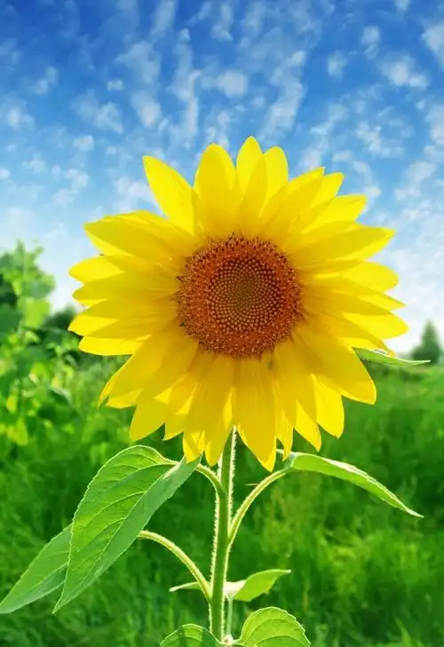 太阳花图片(太阳花图片头像)