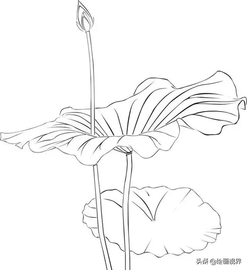 教你画9种荷花白描线稿,学会画线稿很简单