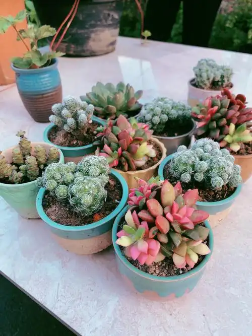 宁海徐霞客大道附近带盆栽好多肉植物清仓处理5-10元一个