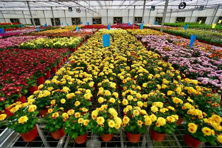 济南现代林业示范园鲜花培育基地