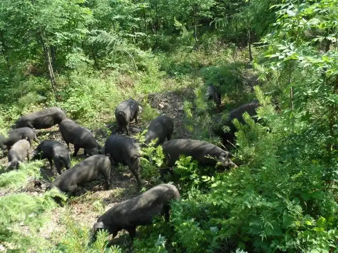 放养野猪 ￥电议/个 内蒙古正蓝旗绿原鸿翔养殖专业合作社 ￥0/个