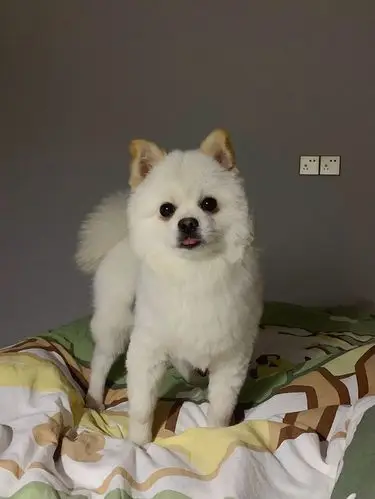 请问柯基和博美的串会长成啥样