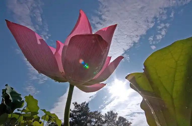 烈日骄阳,荷花正艳.