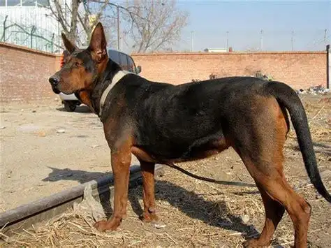 我国最优秀的本土狼犬之一:莱州红犬