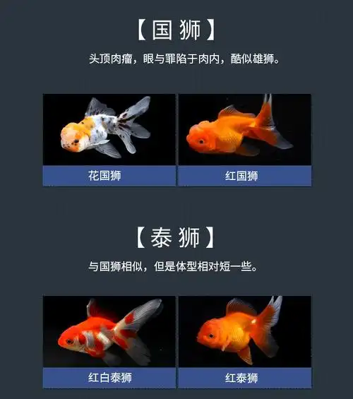 观赏鱼兰寿鱼小金鱼红国狮红鎏金兰寿泰狮蝶尾活体宠