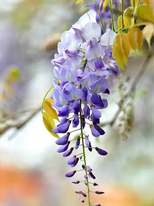 秋天里的葛花,盛开在凡间的精灵-第9张图片-广西高校网