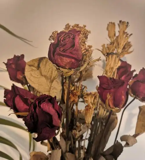 花落花开花枯花萎