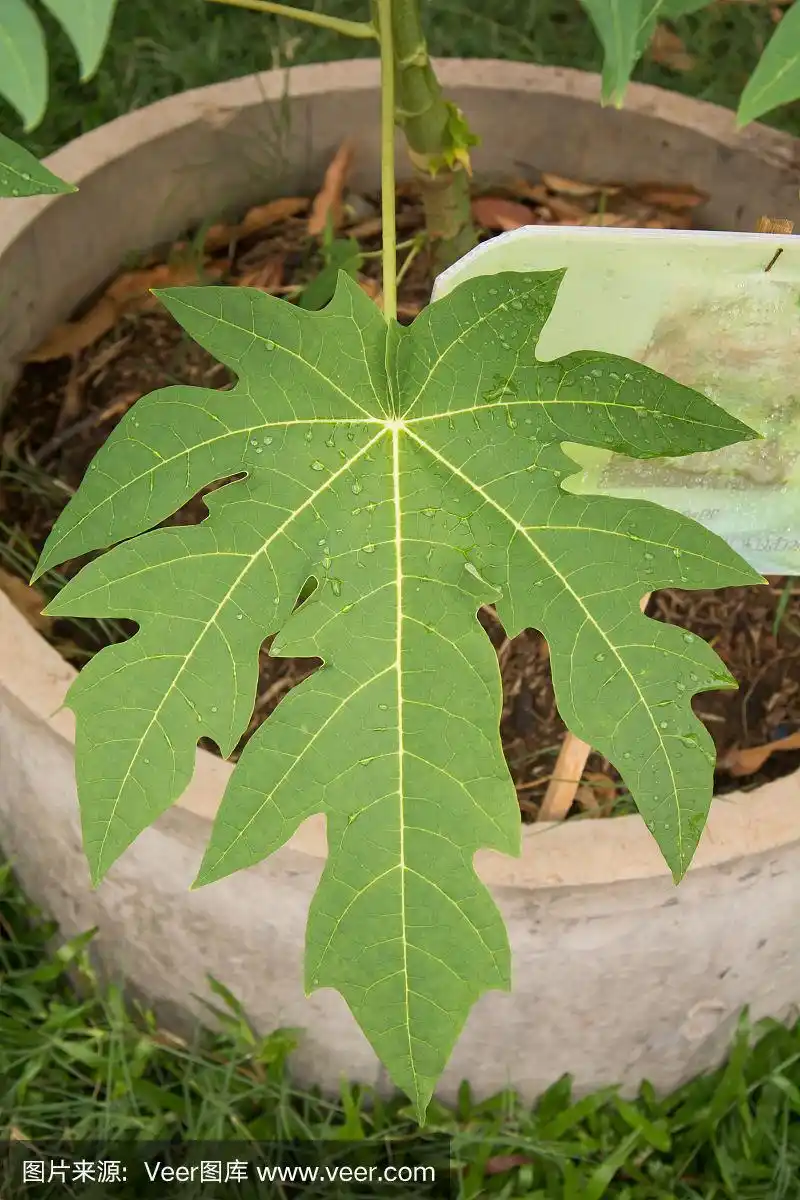 木瓜,叶子,绿色,背景,垂直画幅