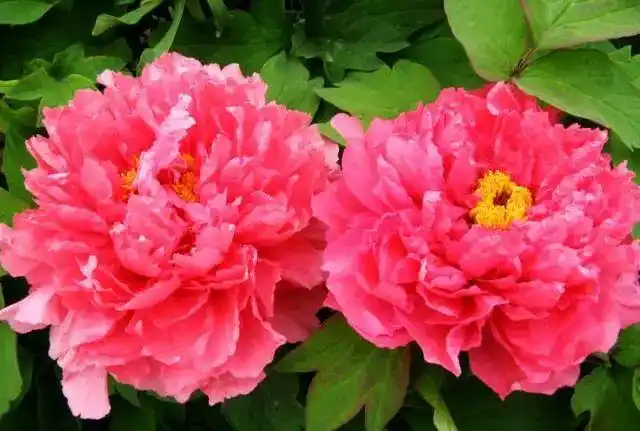 大年初八送你88朵牡丹花祝你花开富贵如意吉祥