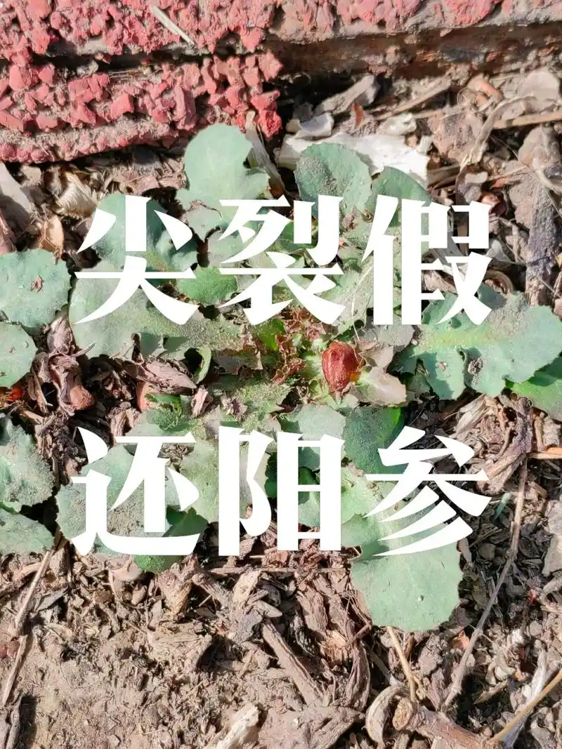 身边植物之尖裂假还阳参:别名抱茎苦荬菜,抱茎小苦荬,精细小苦 - 抖音