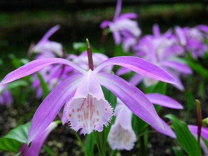 一叶兰既具有观赏价值又是应用非常广泛的药材