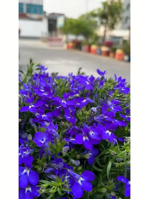 美团优选六倍利美美哒