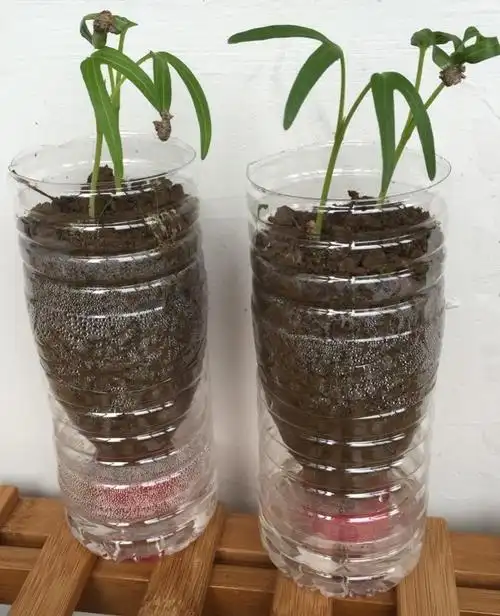 矿泉水瓶种菜