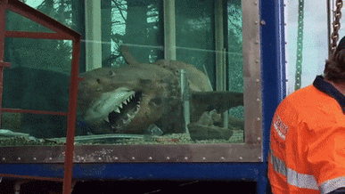 发现了一条「僵尸」鲨鱼:它身躯看起来如同丧尸一样破破烂烂,但依然