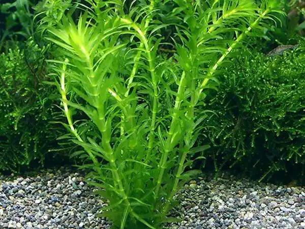 哪里有卖水蕴草种子的呢