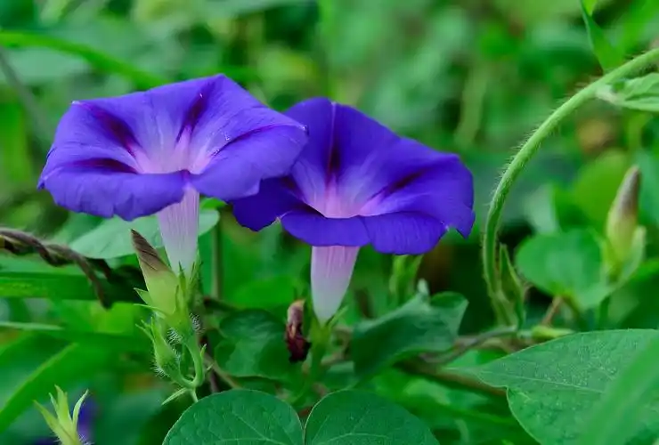 牵牛花图片花朵牵牛花喇叭花朝颜碗公花牵牛