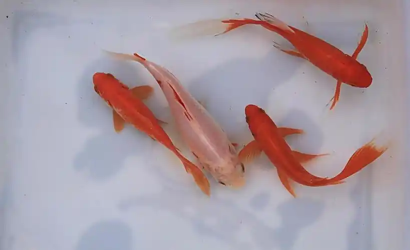 这种病原体进行无性繁殖,在小金鱼的身上形成白点