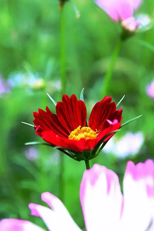《格桑花艳人更美》