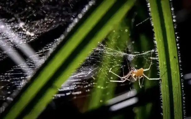 皿蛛,漏斗蛛等会在空中织网捕虫,还有"陆军",比如跳蛛,狼蛛,花皮蛛等