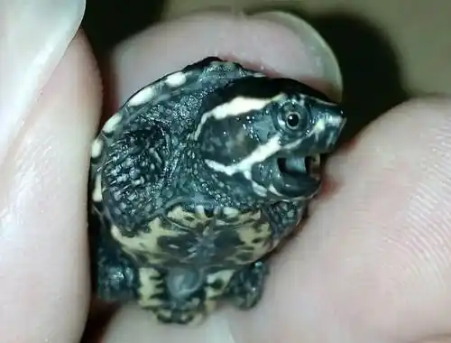 精品头纹麝香龟苗