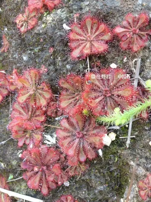 不起眼的食虫植物茅膏菜