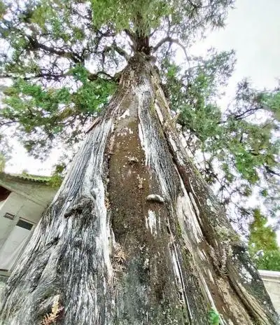 今日最新5株5000岁古树为何都在陕西-百会百科