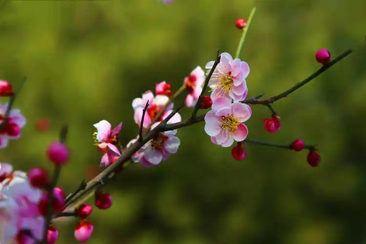 组图丨济南章丘区杏梅花开暖春日百花齐放春意浓