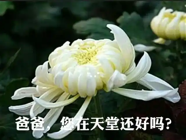 父亲节里的思念