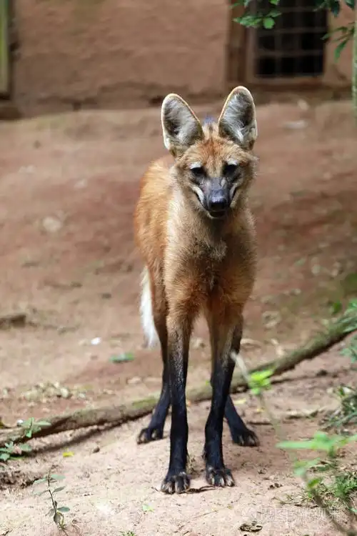 鬃毛狼, 南美洲最大的犬科动物