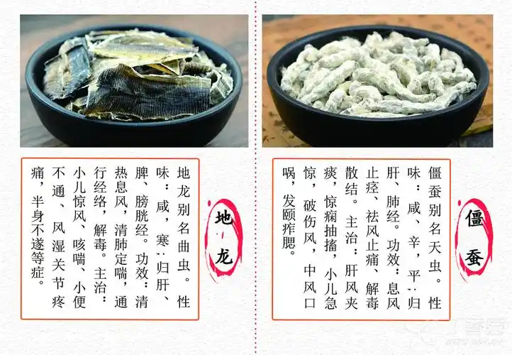 中医(专长)医师资格证,每日一味学中药——地龙