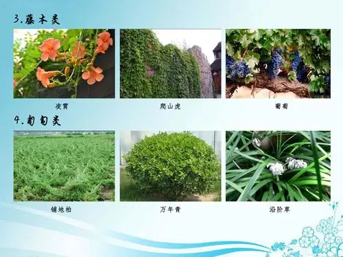 陕西立通园林建设工程有限公司:园林树木分类小知识