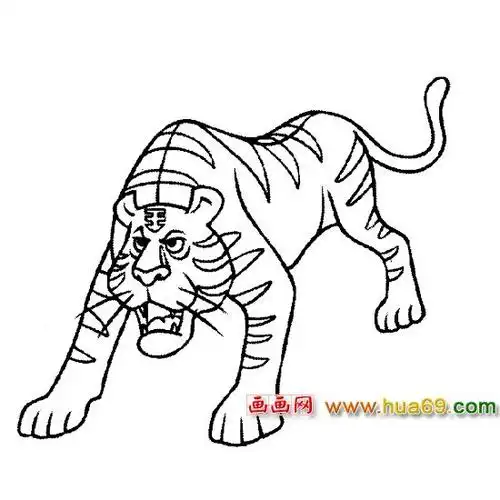 简笔画:凶猛的老虎1