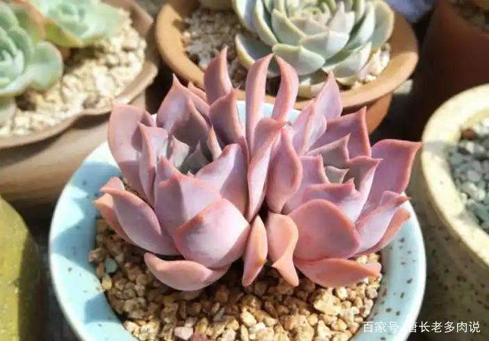 好养多肉之露西娜——夏天不怕高温暴晒,叶片还能晒出粉粉的颜色