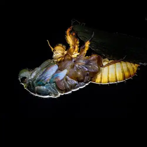 青蝉的身体继续往外拉